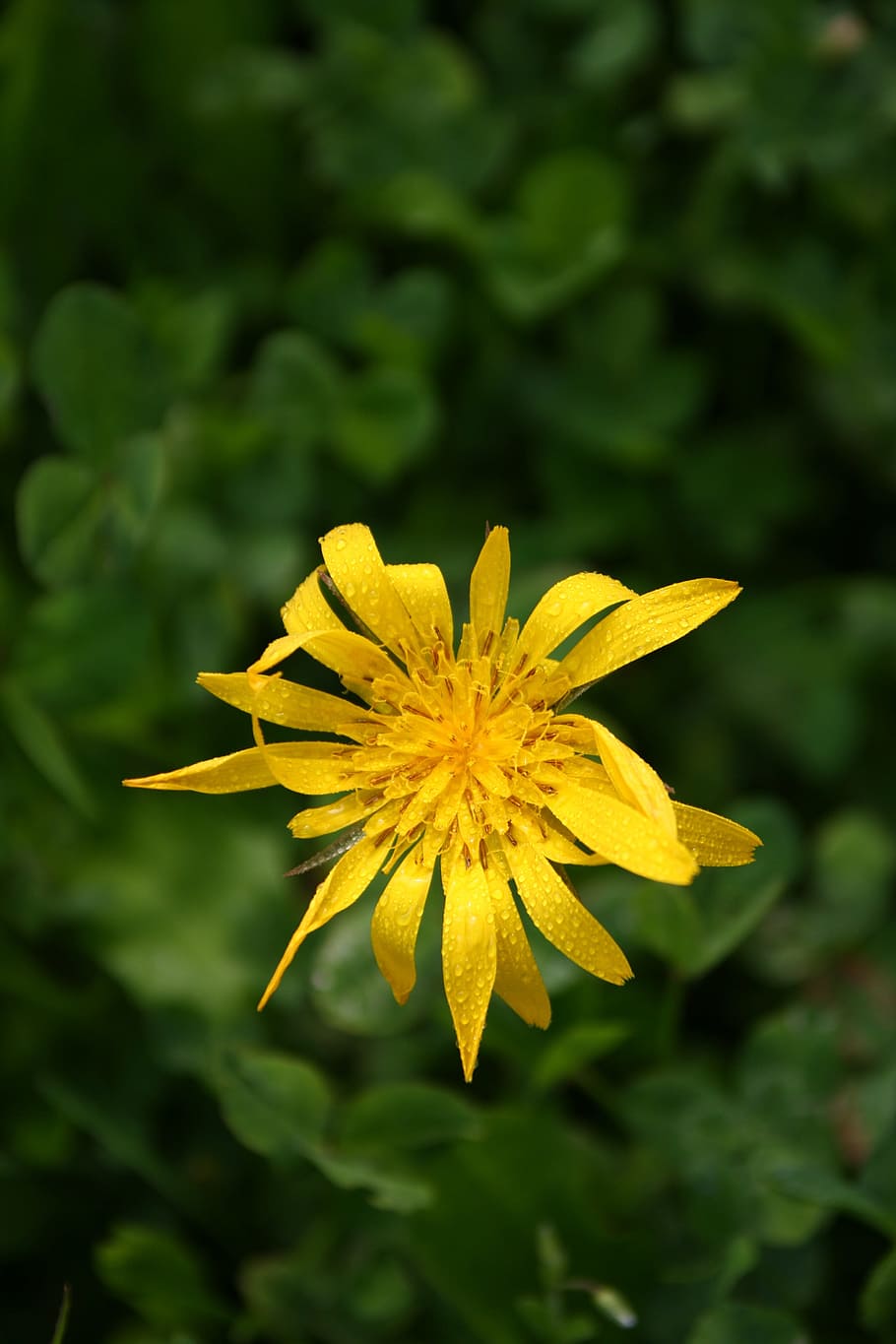Flower, Yellow, Close, Blossom, Bloom, macro, flowers, wild flower HD wallpaper