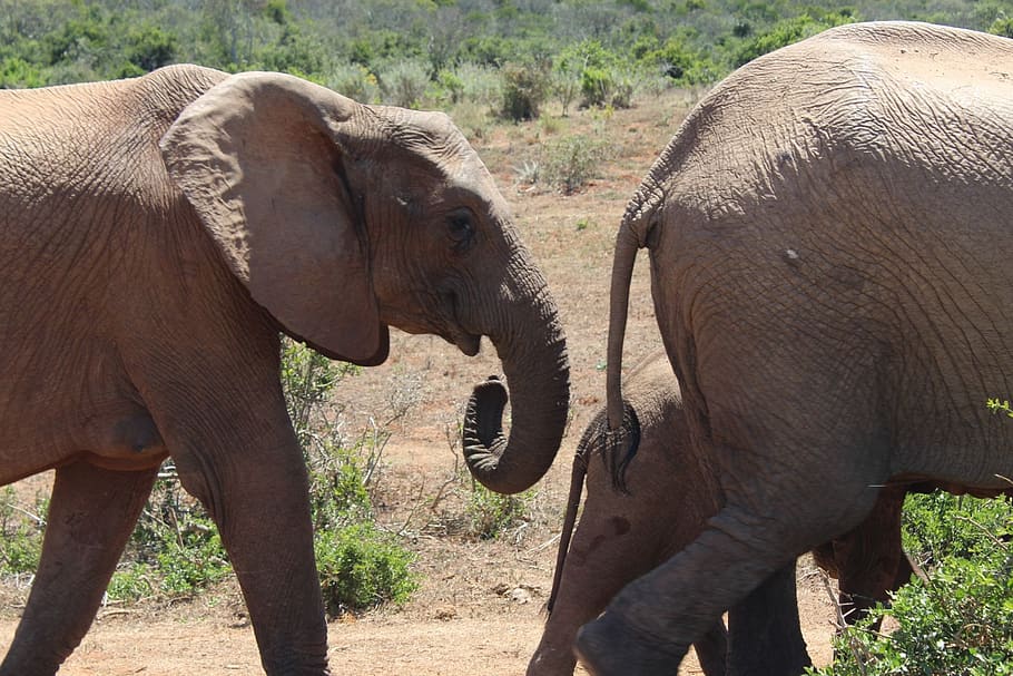 south africa, elephant, addo national park, animal themes, animal wildlife, HD wallpaper