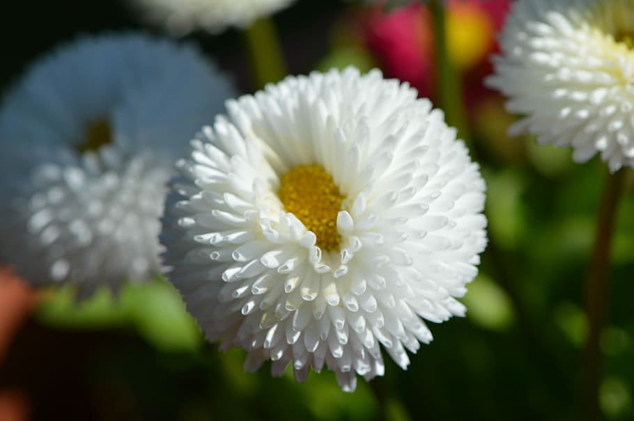 Flower, Spring, White, Plant, Blossom, bloom, nature, garden HD wallpaper