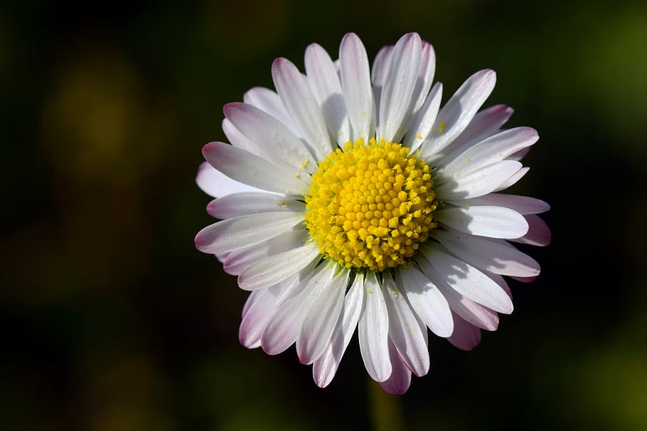 white and pink daisy in shallow photograhy, small, flower, blossom HD wallpaper