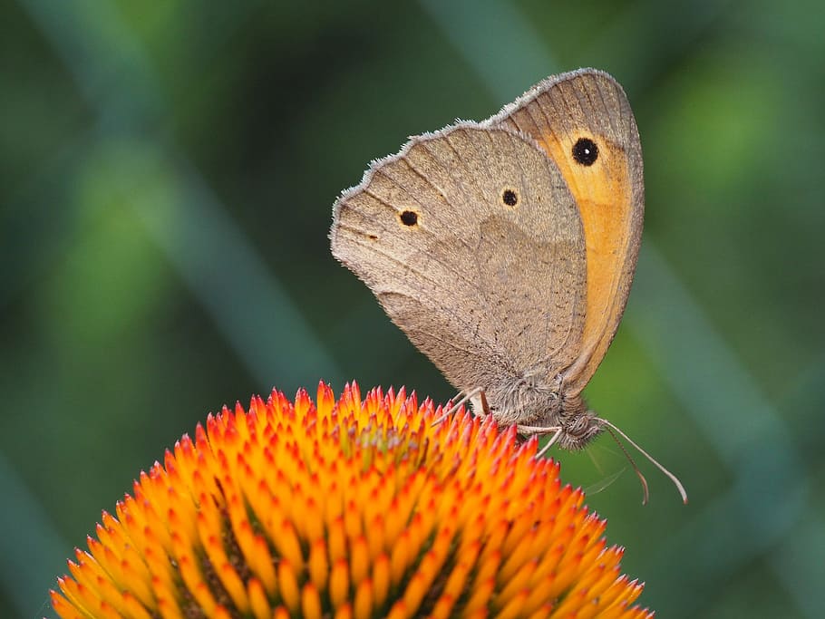 Butterfly, Blossom, Bloom, summer, nature, close, insect, flower HD wallpaper