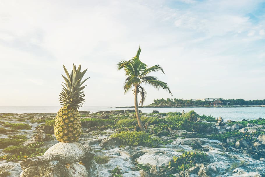 sea, beach, water, ocean, coast, fruit, island, outdoors, palm tree HD wallpaper