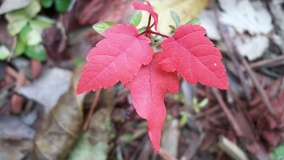 maple, red, autumn, fall, nature, season, leaves, october, seasonal HD wallpaper