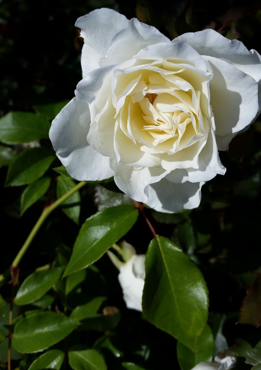 flower, flora, rose, leaf, petal, flowering plant, beauty in nature HD wallpaper