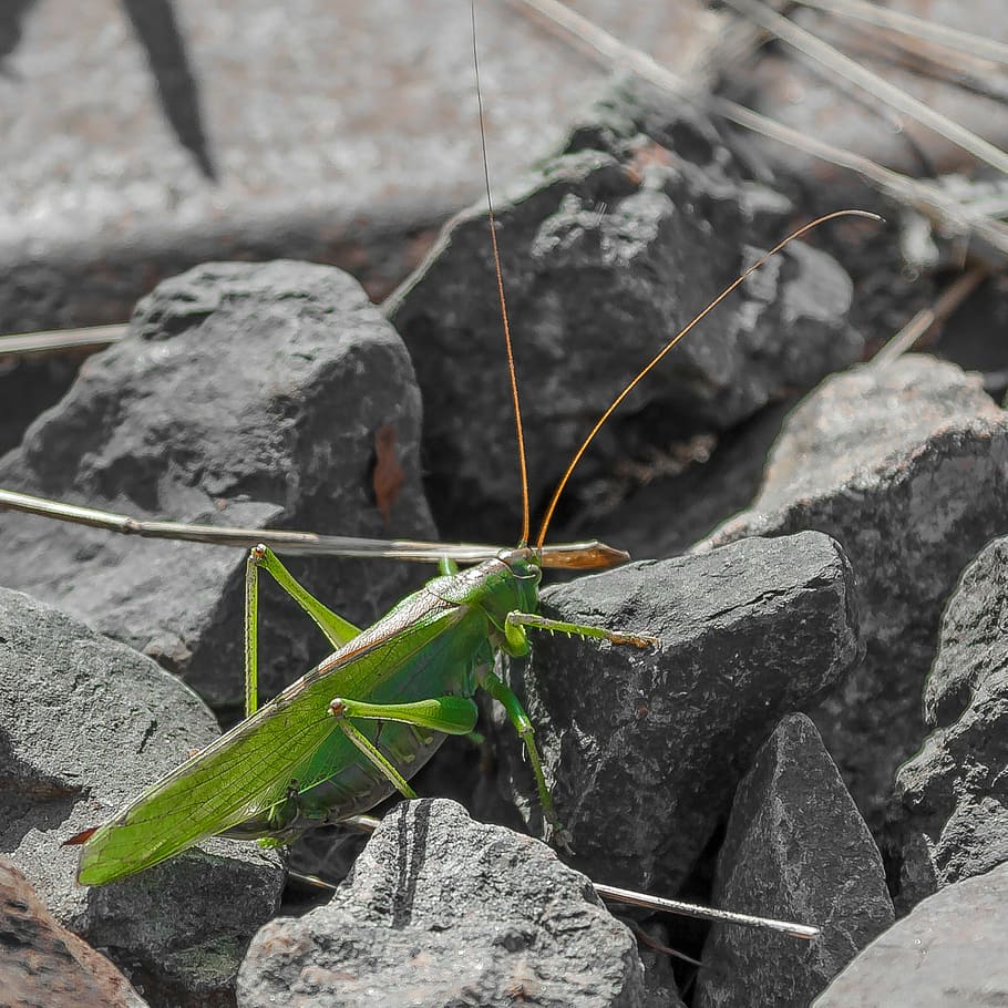 grasshopper, insect, green, close, gravel stones, solid, rock HD wallpaper