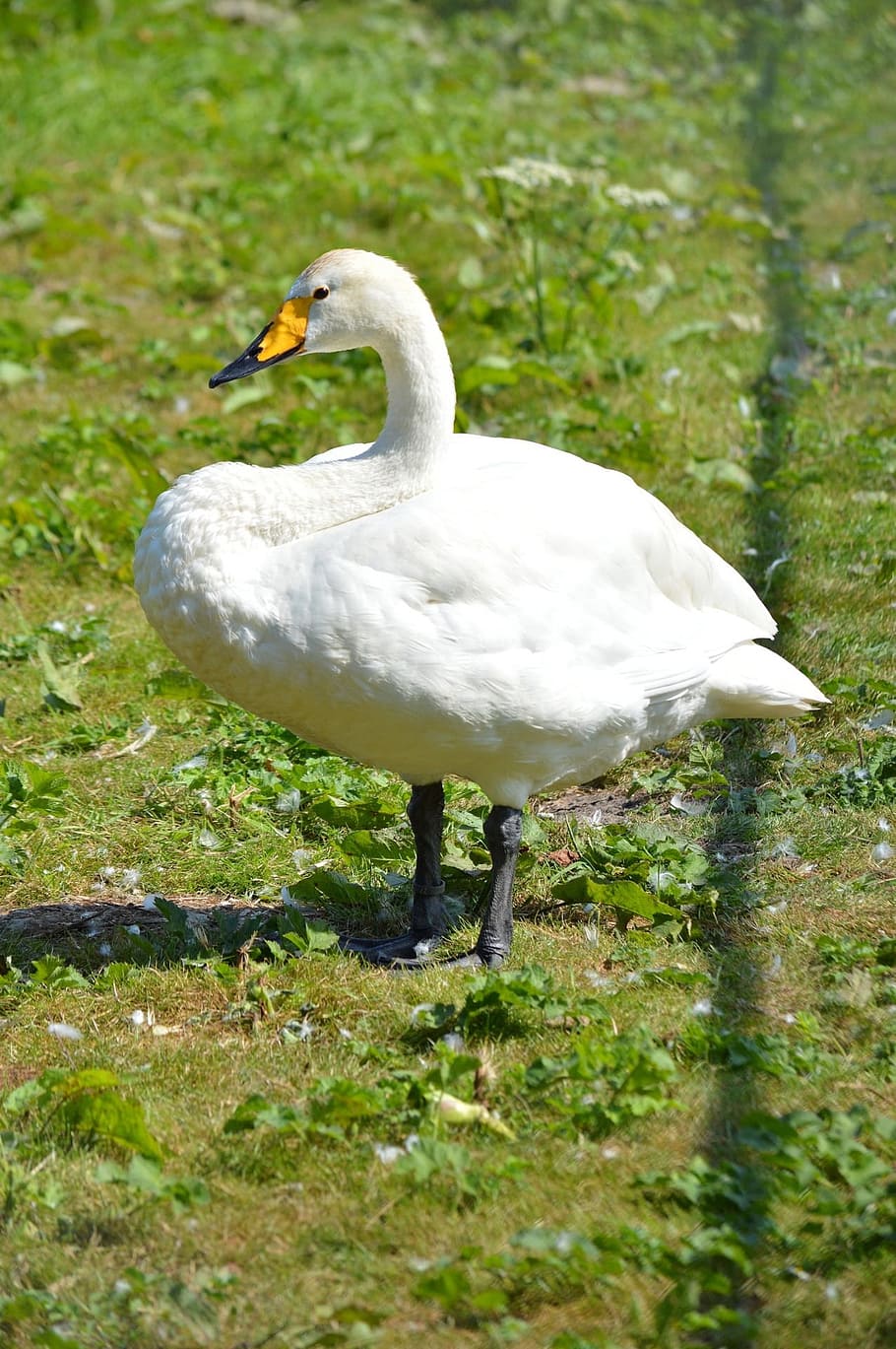 Swan, Bird, Fly, Wings, Feather, wildlife, beak, dom, outdoor HD wallpaper