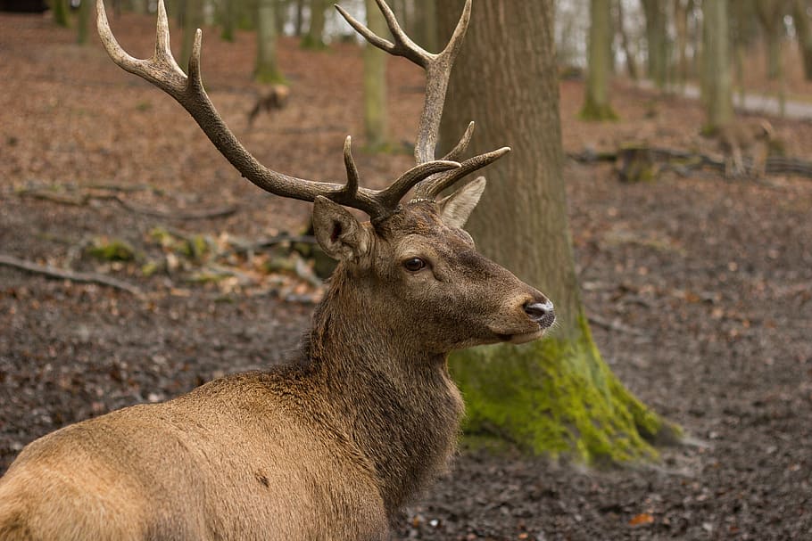 brown deer near trees, hirsch, red deer, forest, antler, wild HD wallpaper