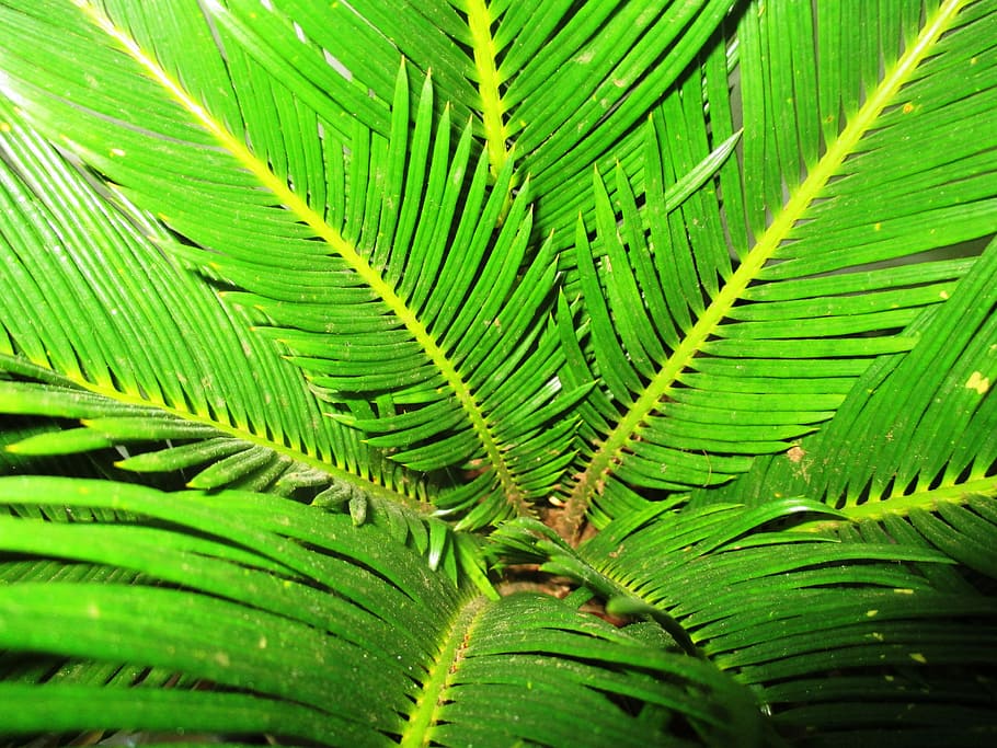 Palm Tree, Close, James, Green, leaf, green color, palm leaf HD wallpaper