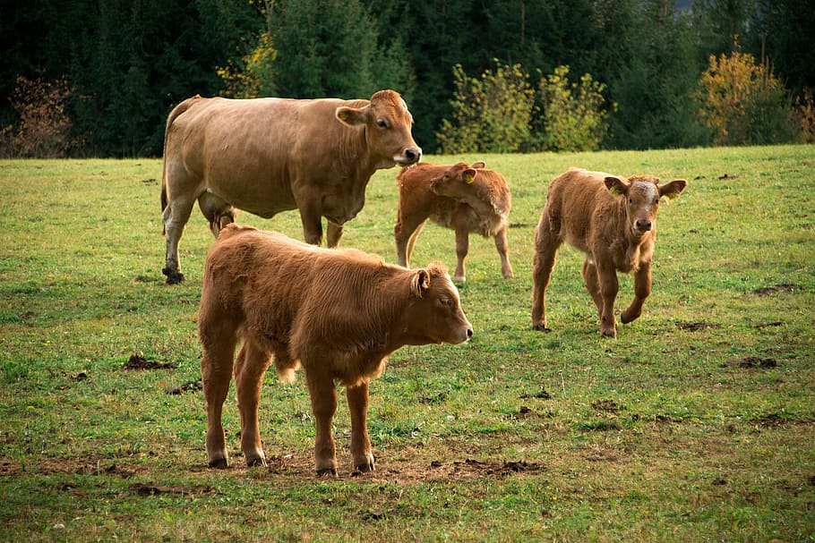cattle, cows, brown, pasture, animal, graze, meadow, agriculture HD wallpaper