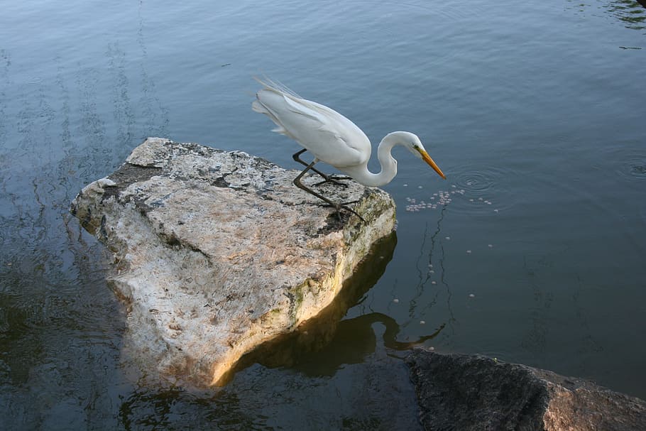 Heron, White, Stone, Lake, Bird, one animal, water, animals in the wild HD wallpaper