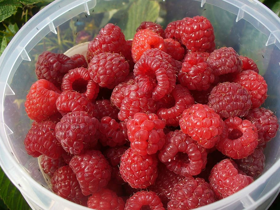 Raspberries, Fruit, Fresh, Berry, Juicy, strawberry, healthy eating HD wallpaper