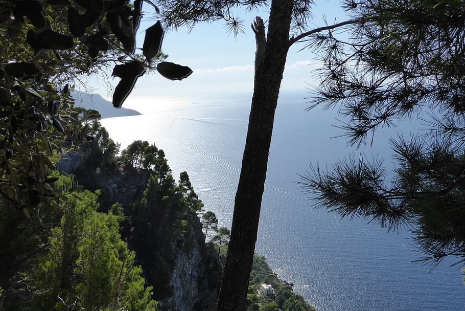 mallorca, tree, nature, waters, landscape, plant, sky, beauty in nature HD wallpaper