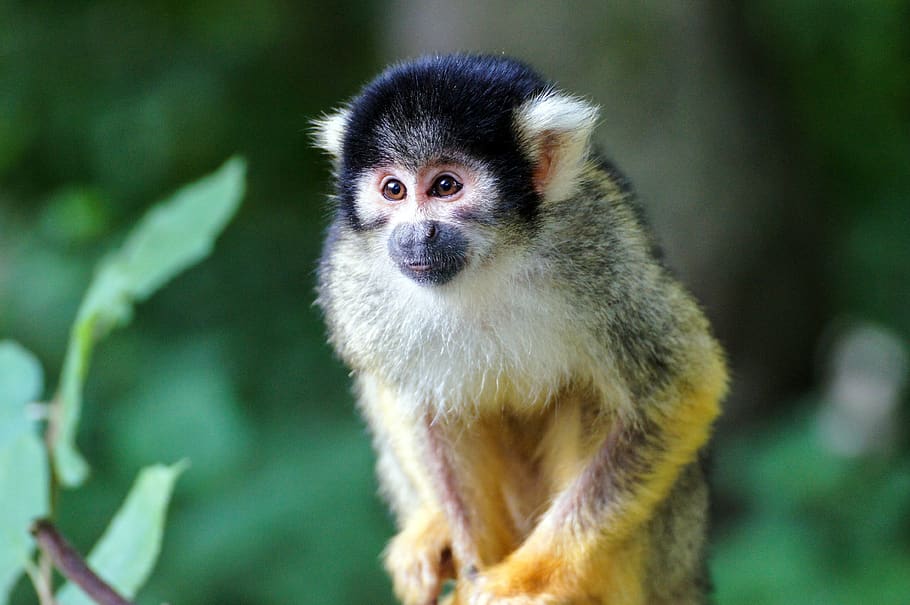 squirrel monkey, äffchen, zoo, climb, cute, primate, creature, HD wallpaper