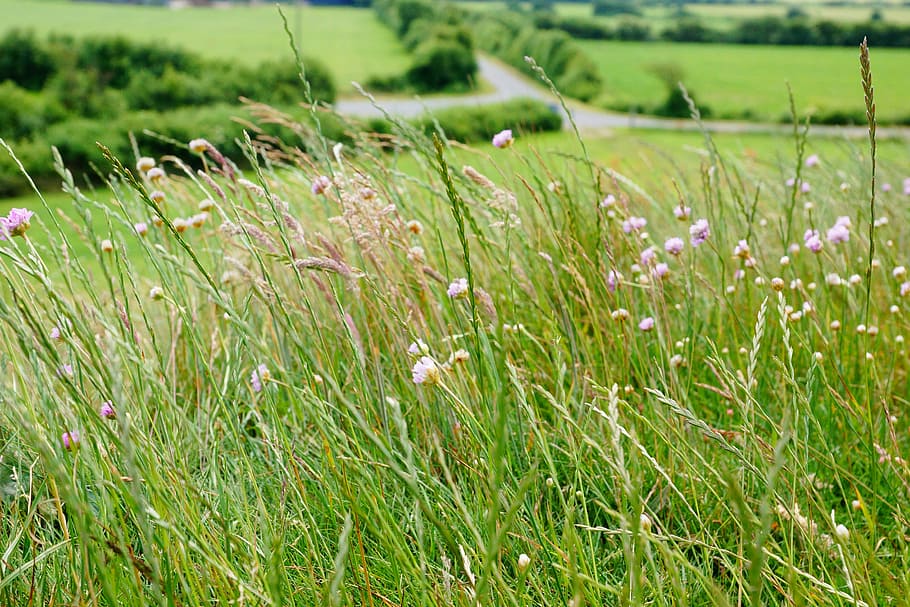 Meadow, Green, Grass, Nature, Grasses, growth, field, plant HD wallpaper