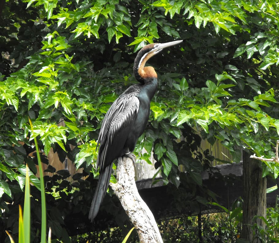 Anhinga -- Anhinga rufa, aves, avian, Bird, photos, public domain HD wallpaper