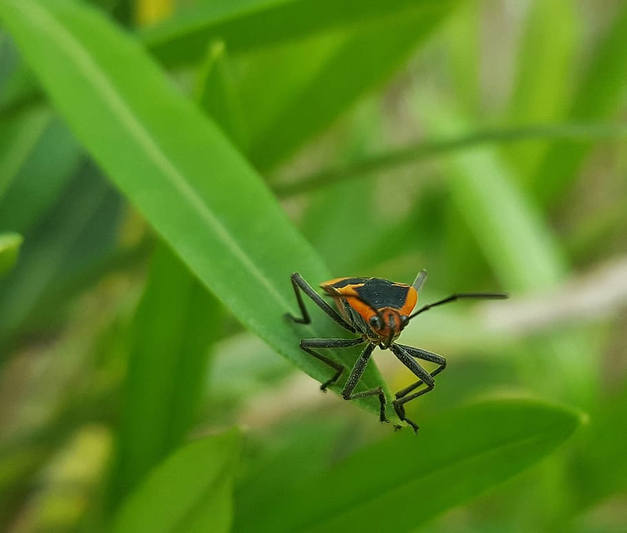 milkweed bug, insect, leaf, close up, bokeh, arthropods, entomology HD wallpaper
