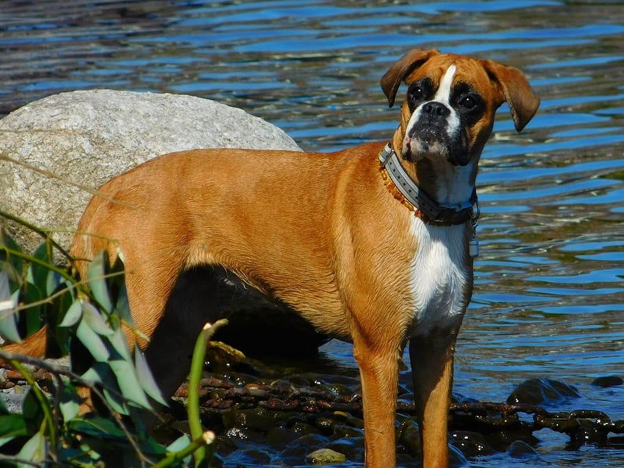 Dog, Animal, Muzzle, Look, Pet, pets, one animal, domestic animals HD wallpaper