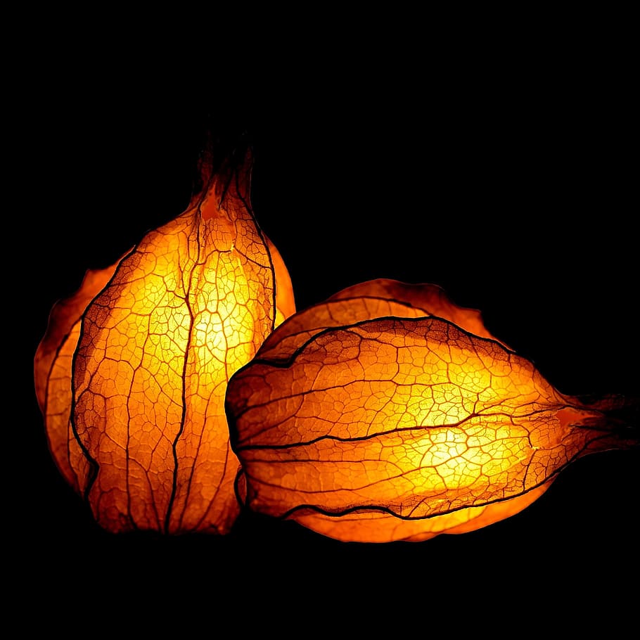 two orange leaf lamps, physalis, fruit, bright, deco, cape gooseberry HD wallpaper