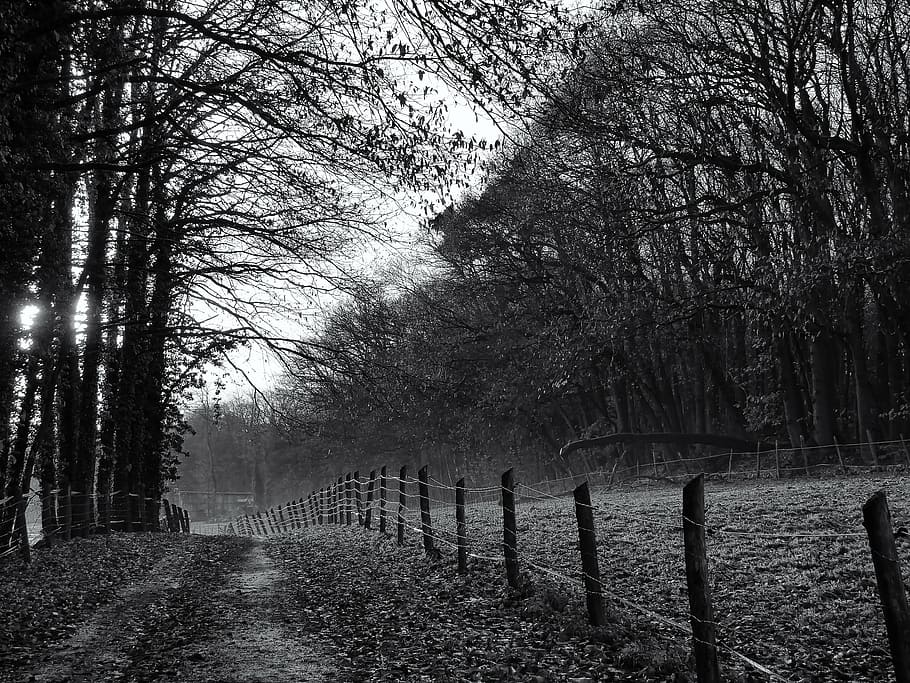 away, forest path, landscape, trees, lane, fence, trail, autumn HD wallpaper