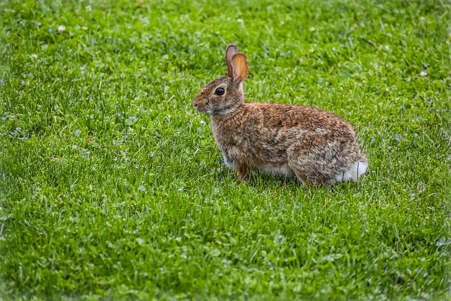 rabbit, nature, animal, brown, grass, bunnies, natura, spring HD wallpaper