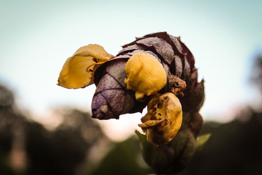 flower, nature, colour, sky, landscape, plant, food and drink HD wallpaper