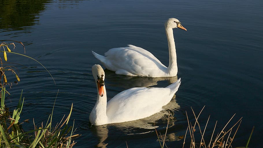 swans, pond, white, animals, water, majestic, dark, bird, animals in the wild HD wallpaper
