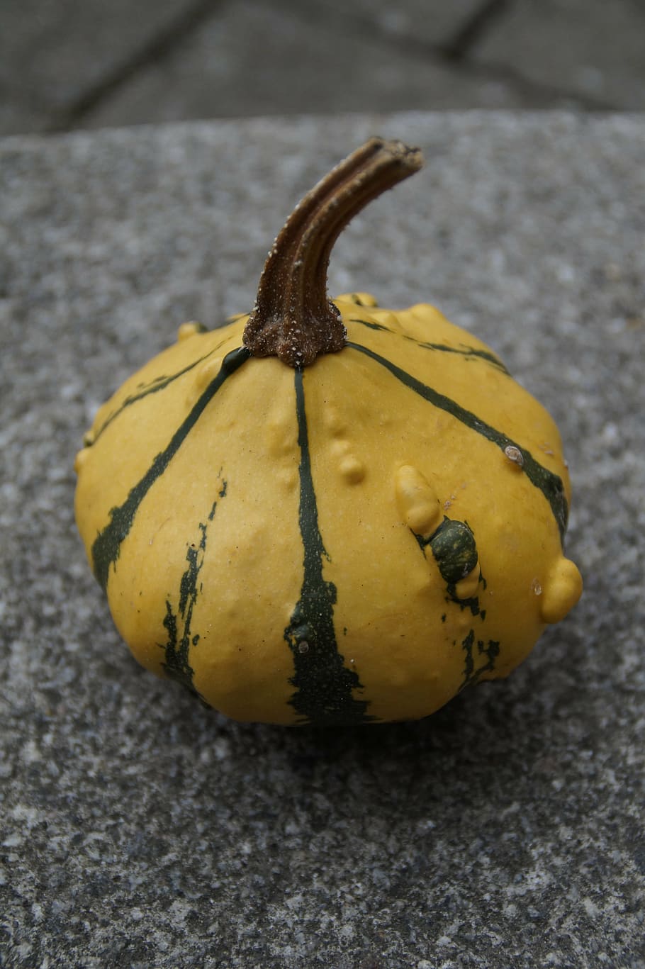 pumpkin, gourd, deco, autumn, thanksgiving, decoration, harvest HD wallpaper