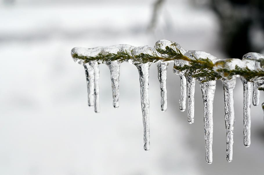 icicles on tree branch in closeup photo, ice, frozen, cold, winter, HD wallpaper