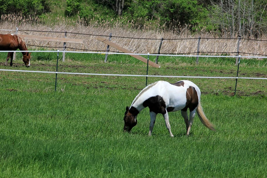 Spotted brown and white horse on the Military Ridge State Trail HD wallpaper
