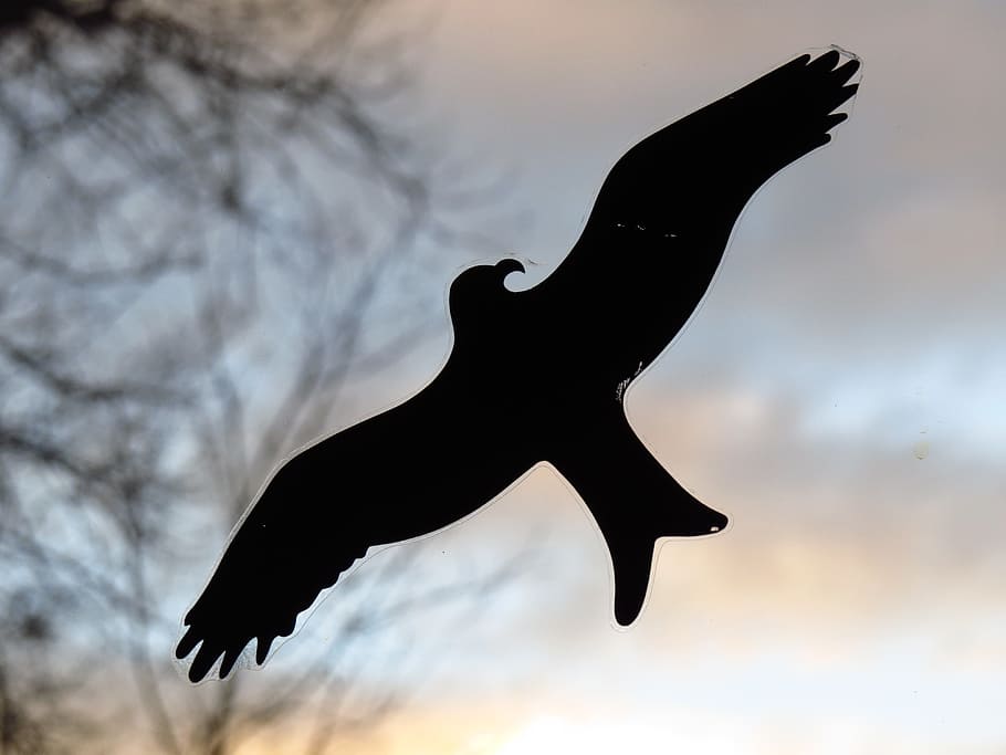 Bird, Adhesive, Window, Pane, window pane, black, outline, silhouette HD wallpaper