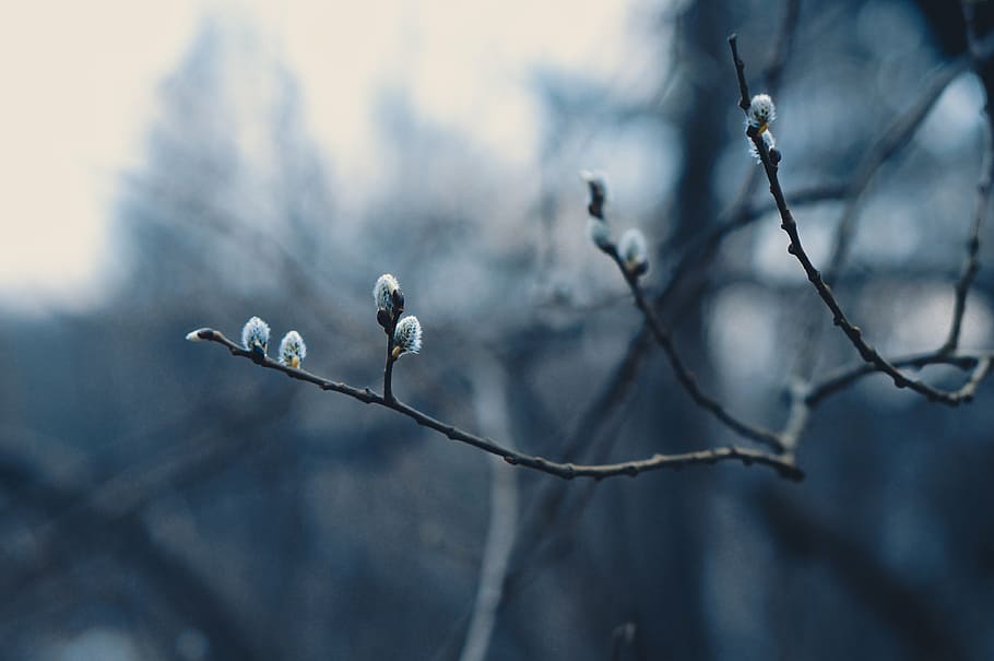 blur, branches, close-up, dof, flower buds, flowers, focus HD wallpaper