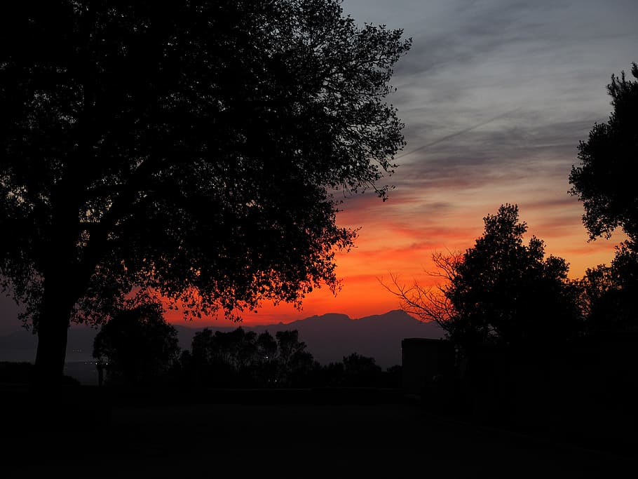 evening sun, afterglow, sky, tree, romantic, sunset, silhouette HD wallpaper