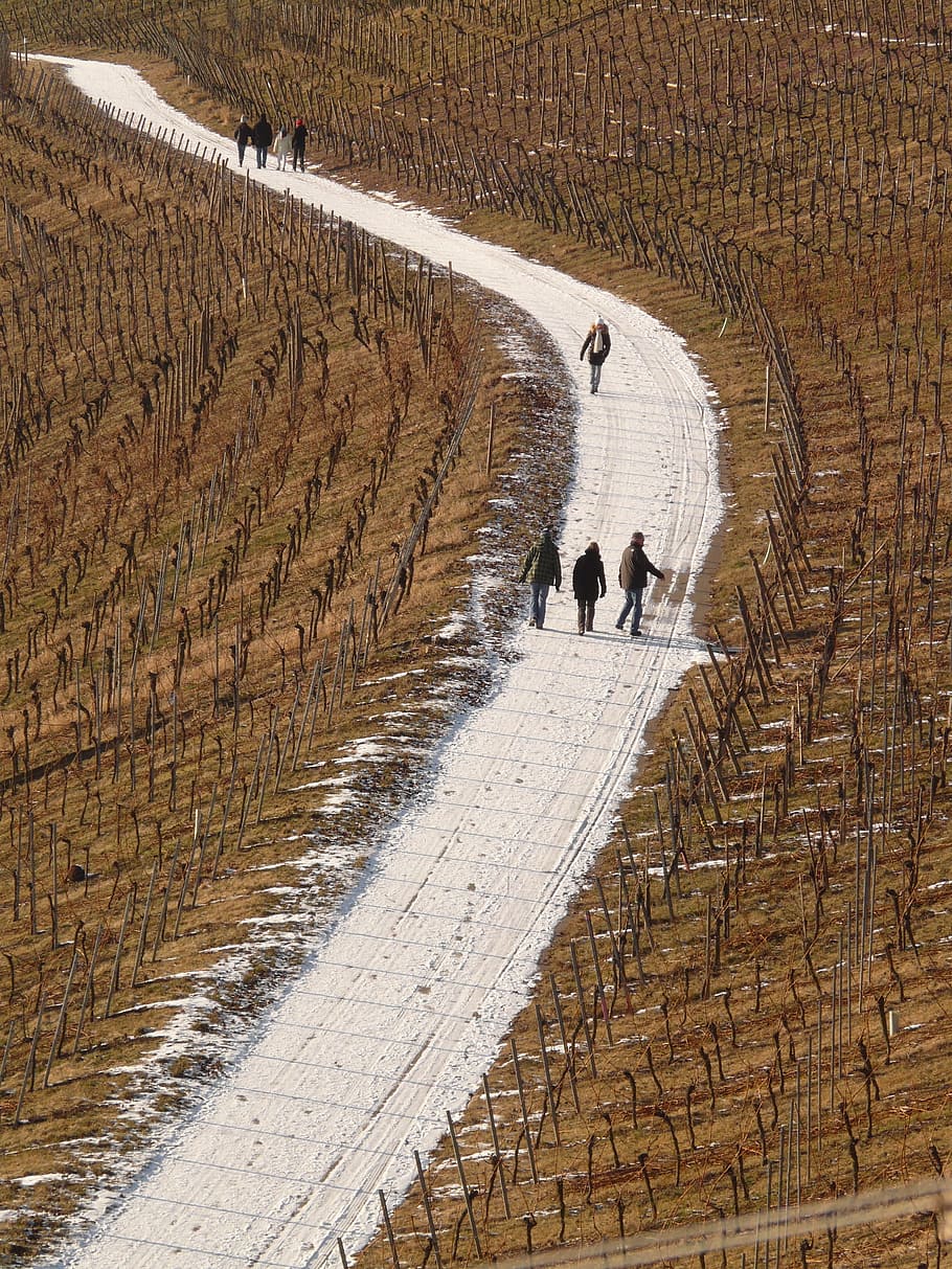 Vineyard, Winegrowing, Vines, slope, hike, wanderer, road, walk HD wallpaper