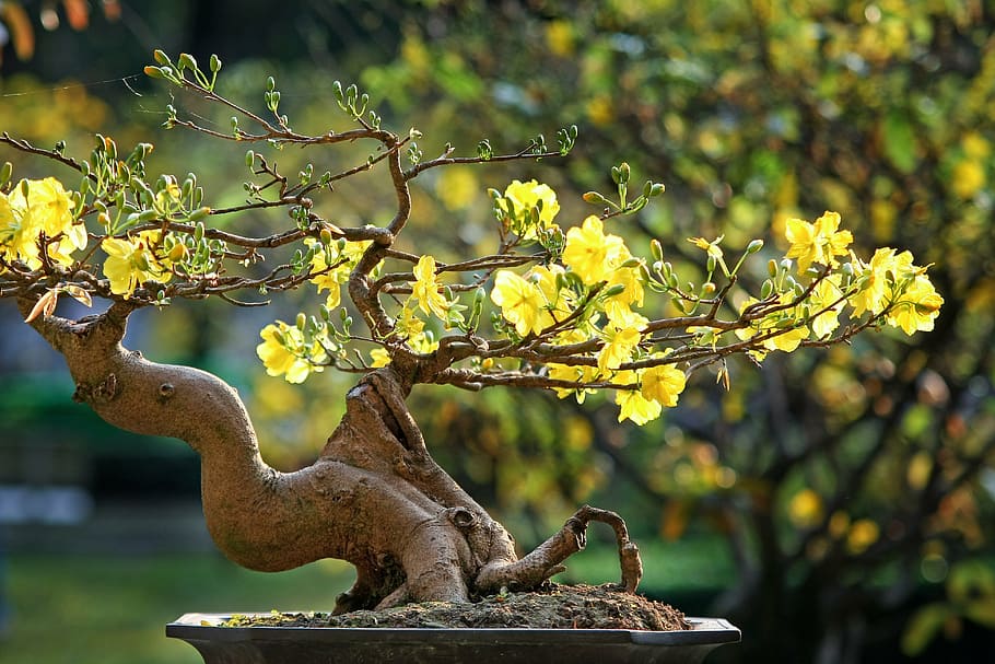 yellow flowering bonsai tree close up photo, leopard, the lunar new year