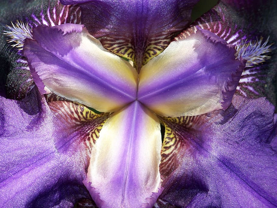 iris, flower, macro, abstracts, centre, close up, violet, purple HD wallpaper
