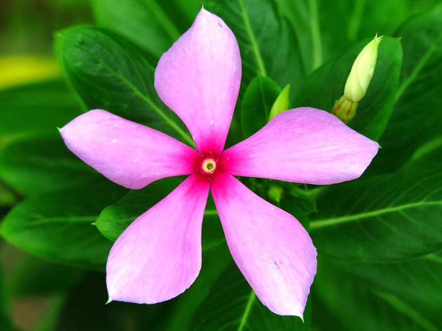 purple 5-petal flower, pink, garden, nature, plant, flower Head HD wallpaper