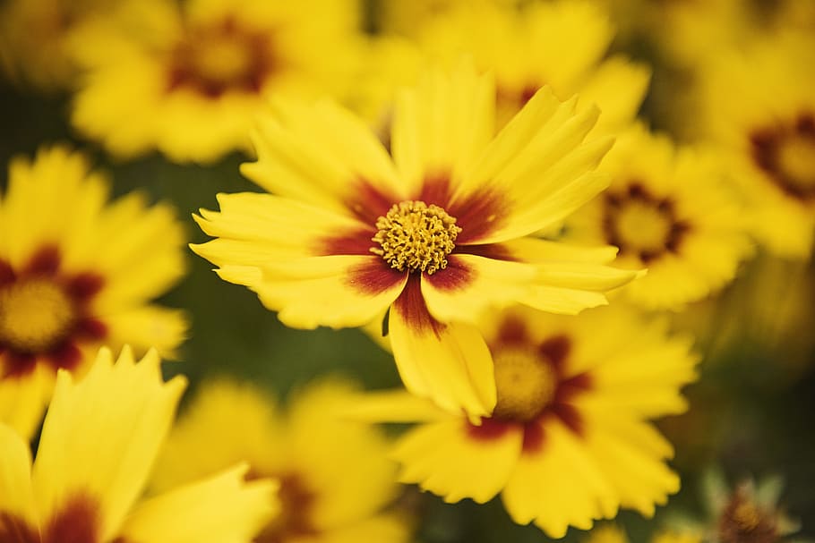 Macro Photography of Yellow Flowers, beautiful, bloom, blooming HD wallpaper
