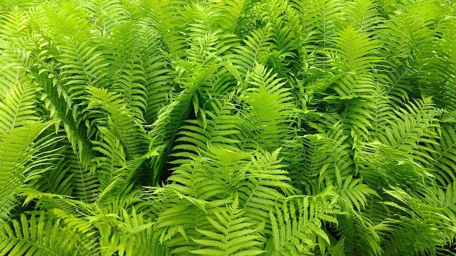 ferns, green, leaves, background, leaf, nature, greenery, green color HD wallpaper