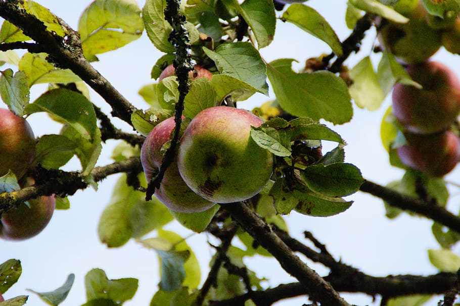 Apple Tree, Fruit Tree, autumn, october, ripe, food and drink HD wallpaper