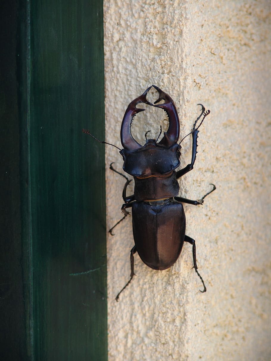 Insect, Stag Beetle, Nature, no people, close-up, built structure HD wallpaper