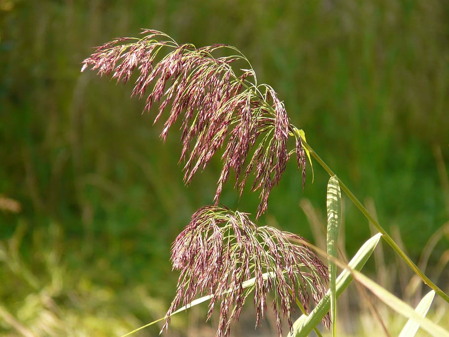 Grass, Reed, Plant, purple, growth, nature, flower, outdoors HD wallpaper