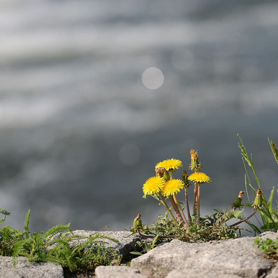 yellow daisy flowers on rock, dandelions, river, detail, leaf HD wallpaper