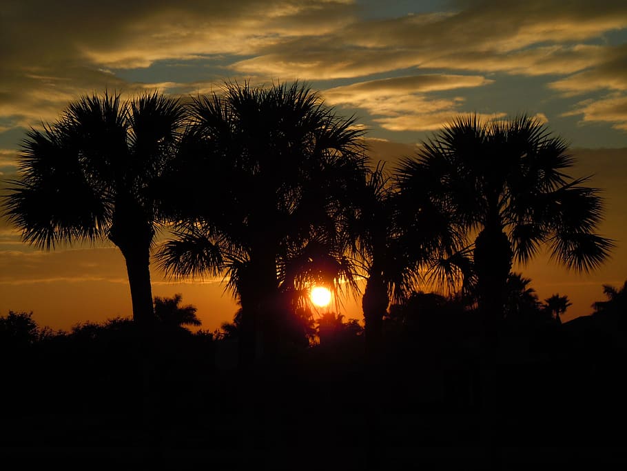 sunset, trees, palm trees, africa, holiday, romantic, evening sky HD wallpaper