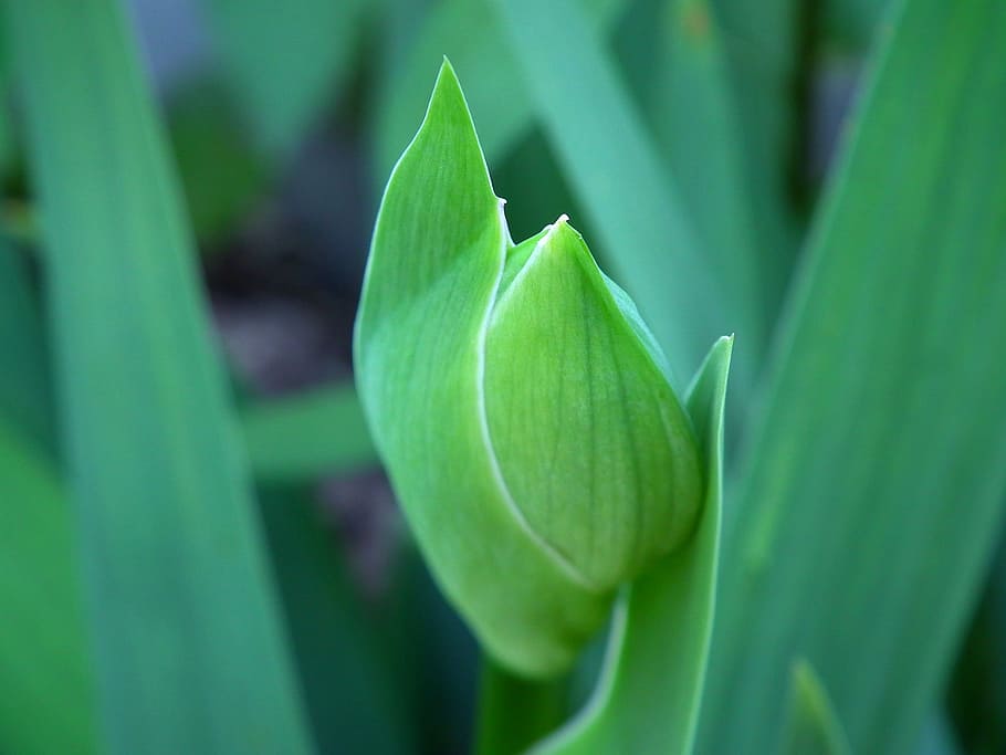 flower, iris, spring, leaves, bud, green, green leaves, bloom HD wallpaper