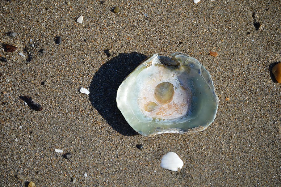 Seashell, Beach, Shore, Ocean, Coast, water, sand, nature, animal Shell HD wallpaper