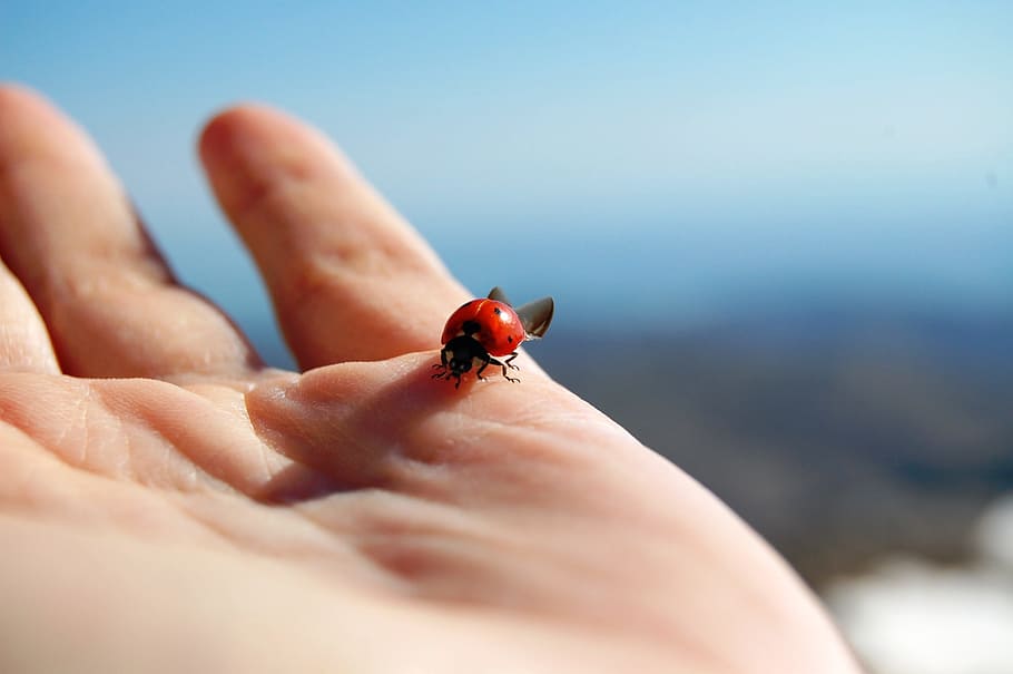 macro photography of red ladybug on person palm, Ladybird, Hand HD wallpaper