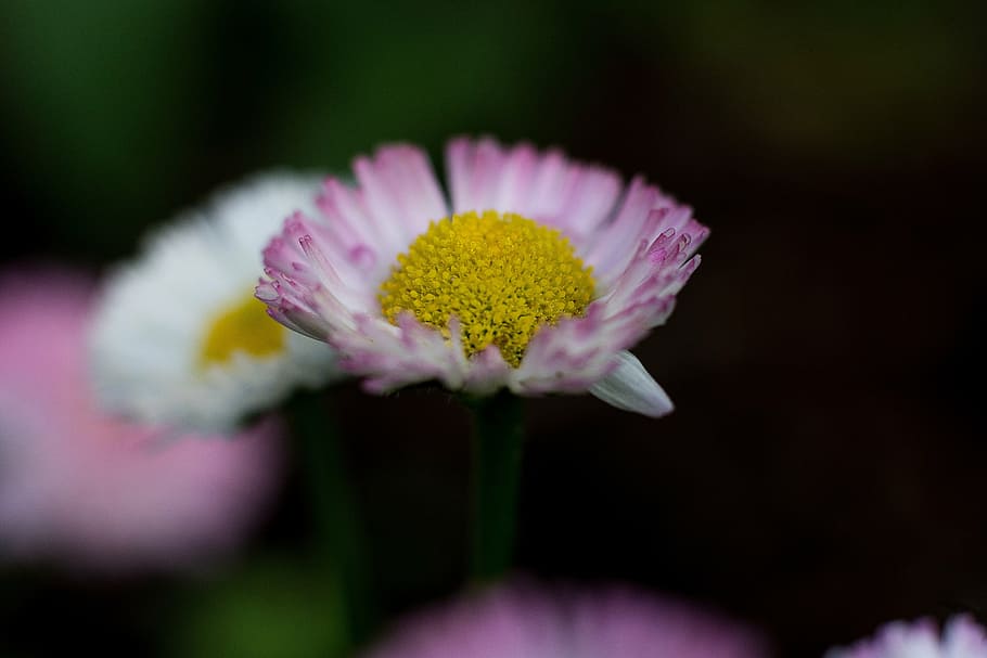 flower, daisy, plant, spring, close, white, garden, macro, grass HD wallpaper