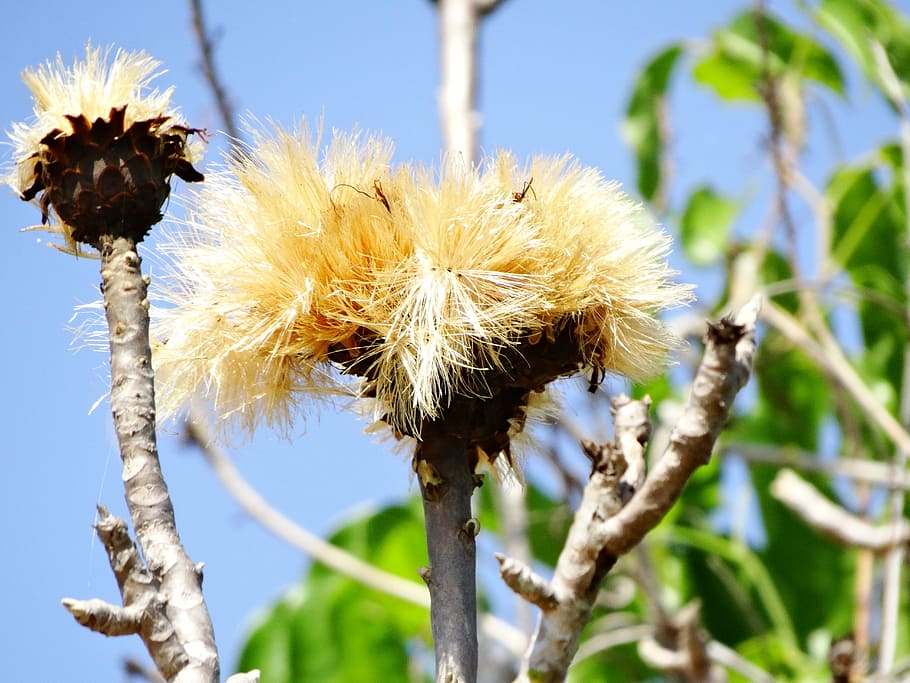 cerrado, flower, tree, flowers, spring, nature, plant, summer HD wallpaper