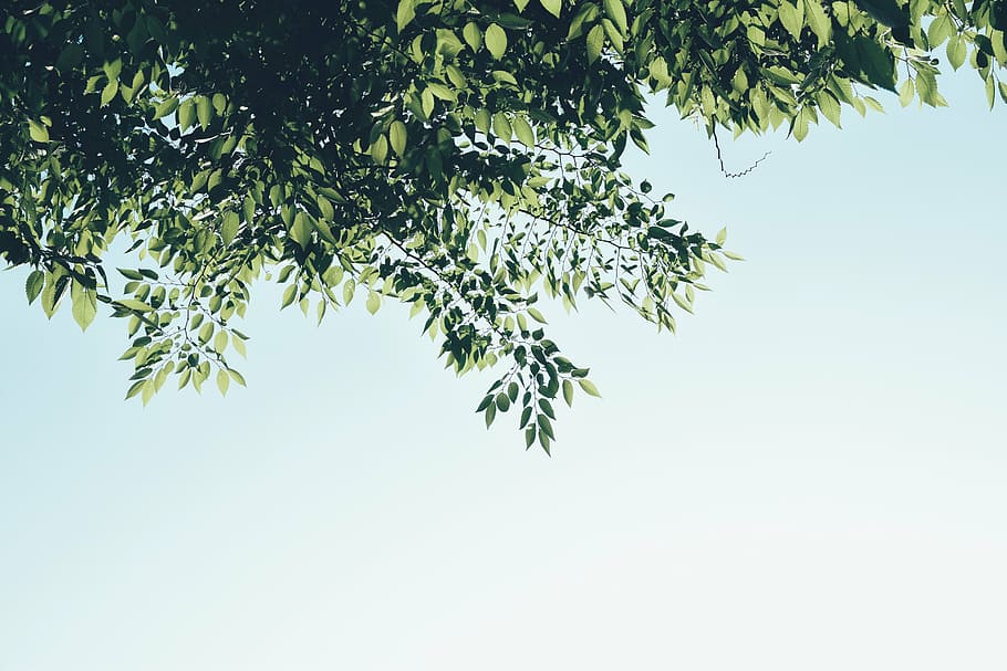 green leaf tree, the leaves, spring, summer, abstract, wood HD wallpaper