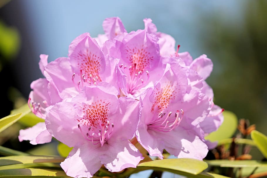 Rhododendron, Blossom, Bloom, Violet, flower, nature, purple HD wallpaper